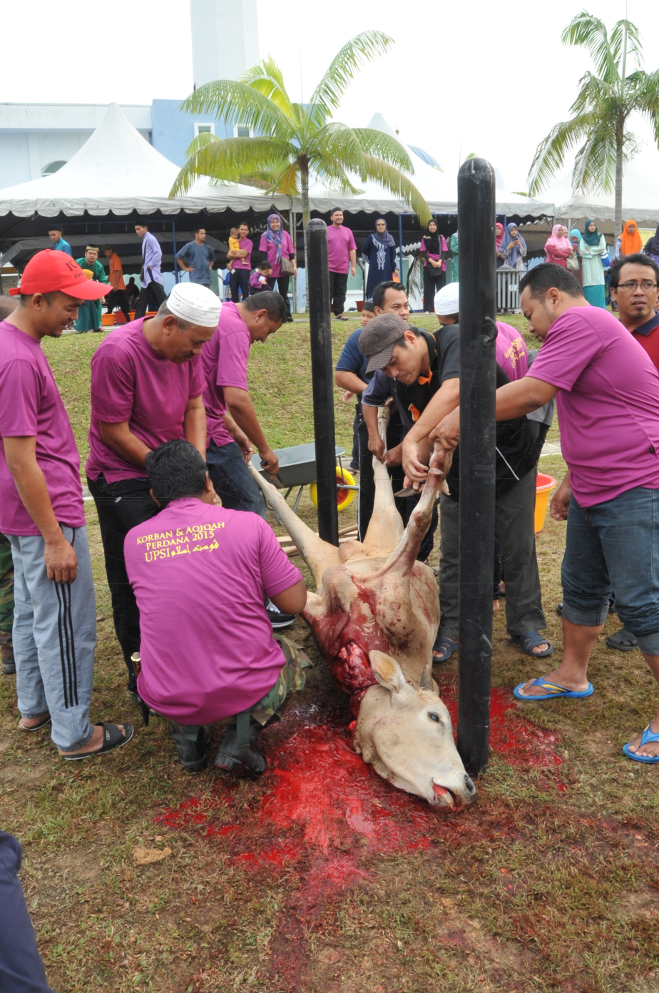 PRO15 150 KORBAN HAS 6764